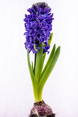 Blue Hyacinth flower isolated on white background, with bulb
