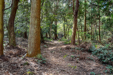 滋賀　東海自然歩道　音羽山