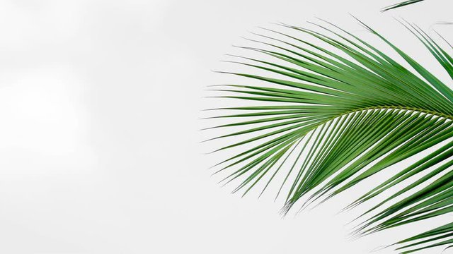 leaf palm, green leaves coconut tree pattern isolated on white background
