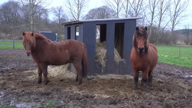 Two brown icelandic horse in a field