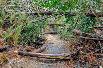 京都一周トレイル　大文字山の倒木