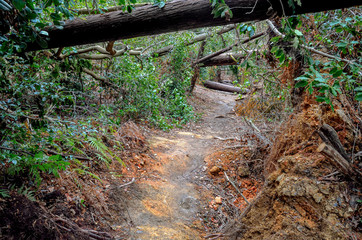 京都一周トレイル　大文字山の倒木