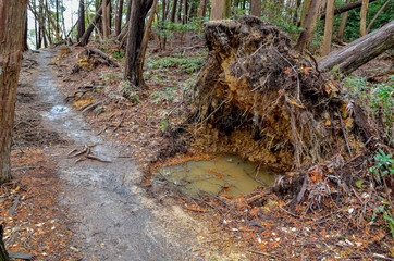 京都一周トレイル　大文字山の倒木