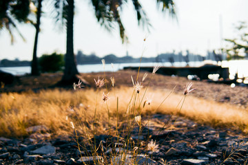 Close up view of dried lalang grass