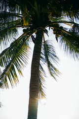 Fototapeta na wymiar Silhouette coconut palm tree view