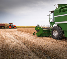 Harvesting of soybean field with combine.