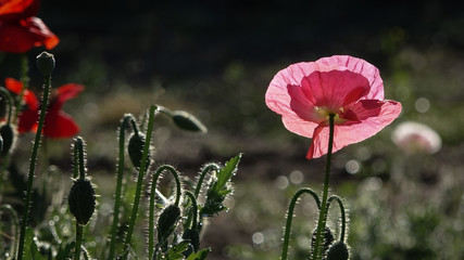 Pink poppy on a wonderful background.Single pink. Pink, tender, air, life-giving  poppy.Blossoming...