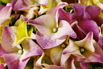 Flowers of hydrangea detail
