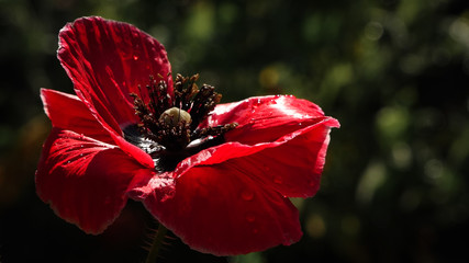 Contrasting, red color on a black background.Blood red in the brand.A living embodiment of the...