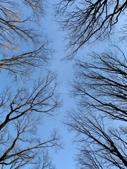 Branches and crowns of a leafless tree against a blue sky at sunset. Winter landscape of tree.