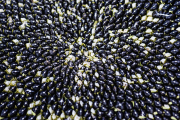 Background from sunflower seeds. Horizontal orientation, selective focus, top view.