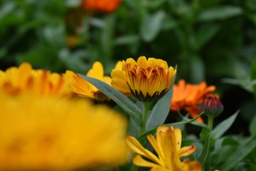 Fototapeta premium Flower wallpaper HD gardening 