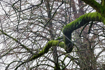 Tree branch covered with moss and lichen.