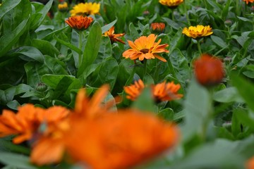 Flower wallpaper HD gardening 