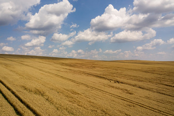 Fototapeta premium Aerial view of yellow agriculture wheat field ready to be harvested in late summer.