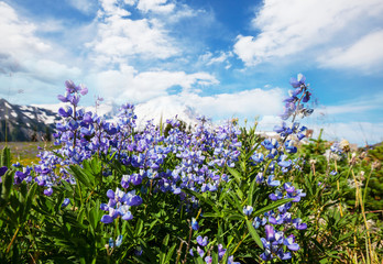Fototapeta premium Mountains meadow