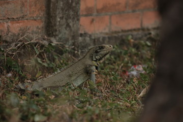 iguana y la basura 