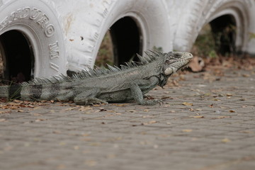 iguana es parte del reciclaje