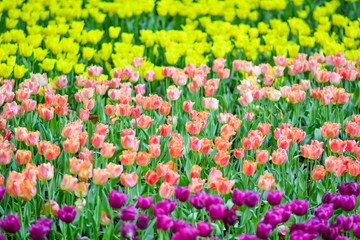 Obraz premium Beautiful flowers in the garden.