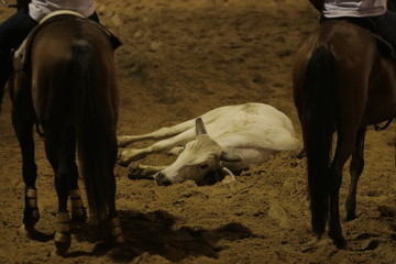 tristeza ganadera 