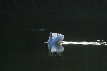 swan on water