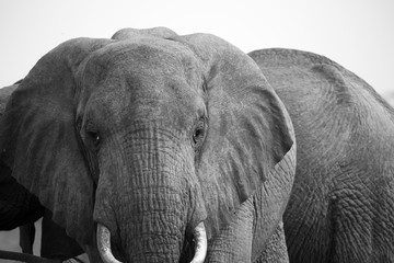 Elephant Close-Up - Black and White.