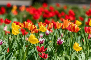 Beautiful colorful tulips with green leaf in the garden with blurred many flower as background of colorful blossom flower in the park