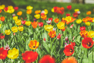Beautiful colorful tulips with green leaf in the garden with blurred many flower as background of colorful blossom flower in the park