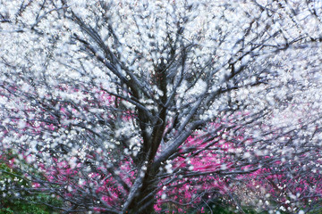早春の梅の花が満開　-　多重露出