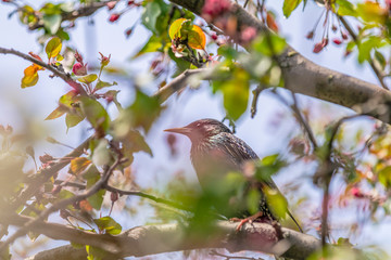 Common starling (Sturnus vulgaris) on a pink apple tree blossom branch in the city park on spring sunny day.