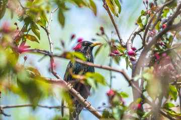 Common starling (Sturnus vulgaris) on a pink apple tree blossom branch in the city park on spring sunny day.