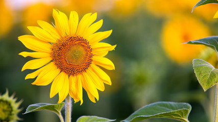 Close up of yellow sunflower in green summer field.