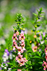 Beautiful flowers in the garden.