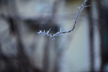 Branch covered in ice cold white frost in the winter. first frosts, cold weather, frozen water, frost