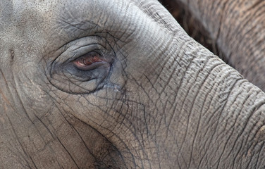 Fototapeta premium Close-up of an Asian elephant
