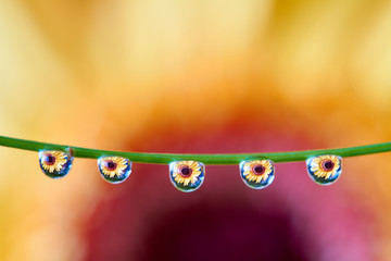 Water drops on a green twig of a plant. The drops reflect orange lowers of the chrysanthemum. Focus on water drops, the flower in the background is blurred. Closeup, selective focus