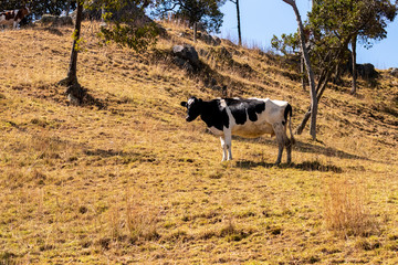 vaca soleada 