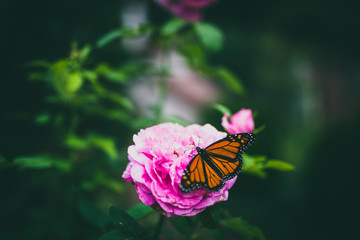 Fototapeta na wymiar Beautiful monarch butterfly on pink spring flower with colorful bokeh