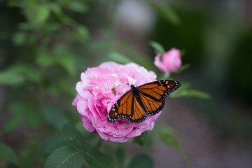 Beautiful monarch butterfly on pink spring flower with colorful bokeh