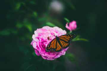 Beautiful monarch butterfly on pink spring flower with colorful bokeh