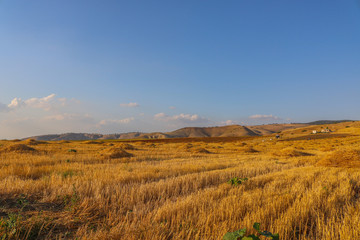 Fototapeta na wymiar the yellow grass in the autumn season