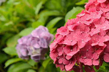 Fototapeta premium 植物園で咲く紫陽花