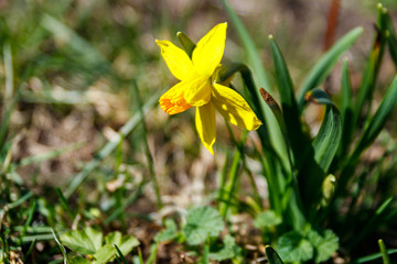 Yellow daffodil flowers in garden. Beautiful narcissus on flowerbed