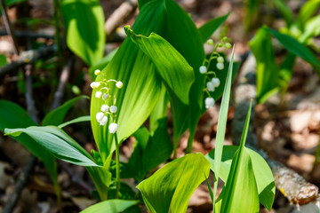 Fototapeta premium Lily of the valley (Convallaria majalis) white flowers in forest at spring
