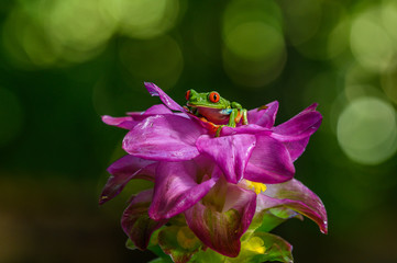 Red-eyed Tree Frog, Agalychnis callidryas, animal with big red eyes, in the nature habitat, Panama. Beautiful frog in the forest, exotic animal from central America on the red flower.