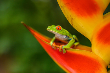 Red-eyed Tree Frog, Agalychnis callidryas, animal with big red eyes, in the nature habitat, Panama. Beautiful frog in the forest, exotic animal from central America on the red flower.