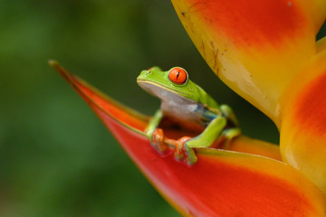 Red-eyed Tree Frog, Agalychnis callidryas, animal with big red eyes, in the nature habitat, Panama. Beautiful frog in the forest, exotic animal from central America on the red flower.