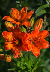 orange Lily flowers growing in the garden on a background of greenery