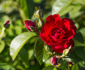 red rose growing in the garden against the background of green foliage