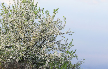 Richly blooming single Apple tree on the Bank of the pond on the background of the water surface.